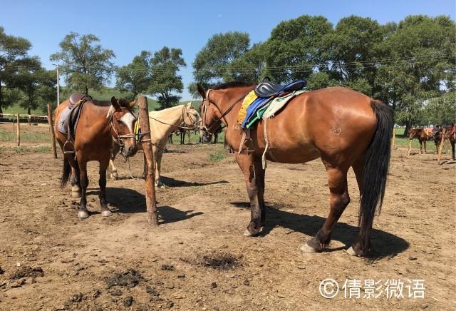 倩影留痕｜承德·丰宁坝上草原游记
