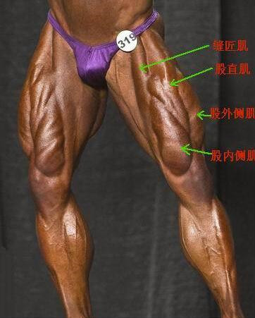 腿部肌肉分布图练腿,o型腿锻炼哪些肌肉群