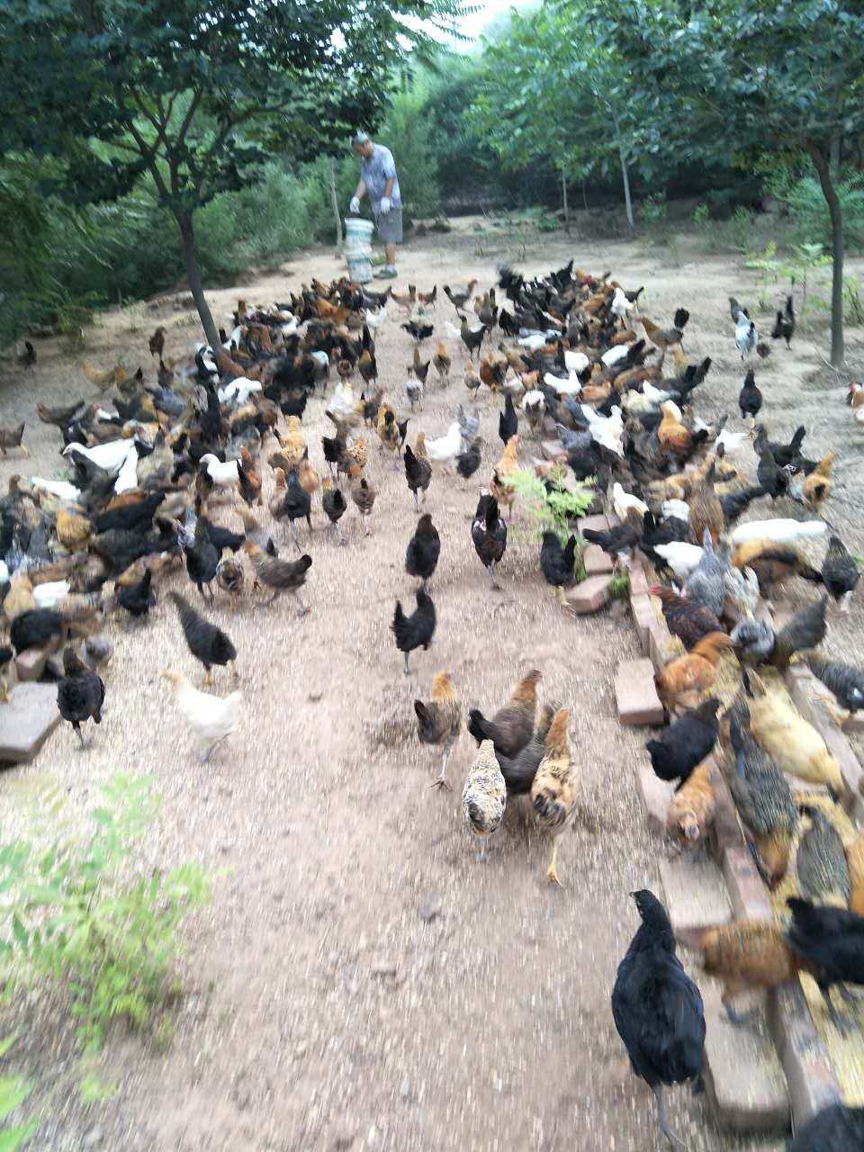 大蒜乌骨鸡,大蒜公鸡