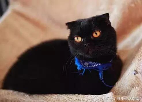 撸猫撸狗好去处苏州,苏州可以撸猫的园