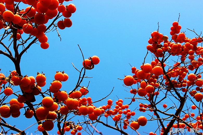 太土豪了！河南每个农家都有果园，各种水果应有尽有