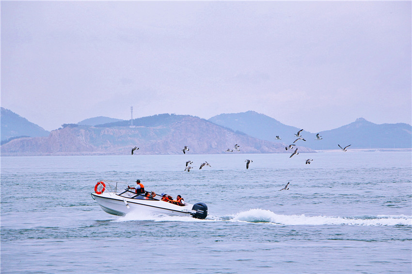 探海外仙境海驴岛,寻找海鸥王国的故事