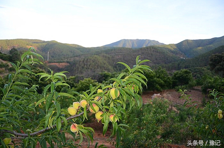 农村土豪家家有果园，想吃啥有啥，城里孩子见过么？