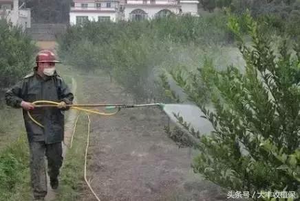 柑橘锈壁虱爆发期来临,柑橘锈皮虱什么时候防治