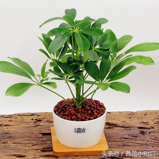 4种超好养的盆栽,耐养又好看的盆栽