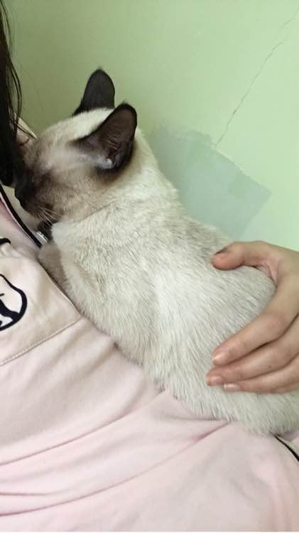 主人养了一只猫的视频,猫中哈士奇暹罗猫