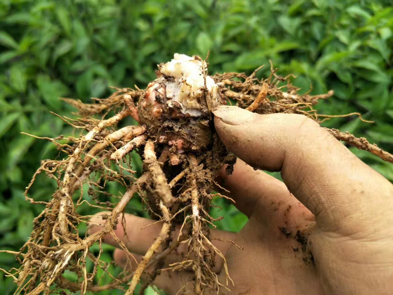 魔芋的茎杆是什么样子的,魔芋根能不能生吃