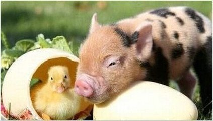 什么宠物最可爱又好养,你见过什么小宠物