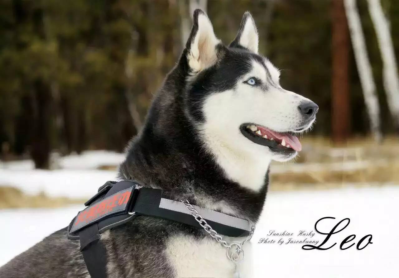 狗哥怎么养,狗哥养犬问答