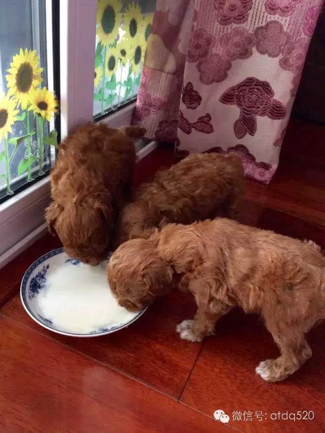 泰迪妈妈生了几个孩子,泰迪接生的过程