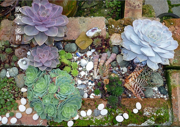 多肉张狂起来,狂野型多肉