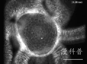科学美图6：水螅的嘴是撕出来的、零重力下蜡烛火焰是蓝色的圆形