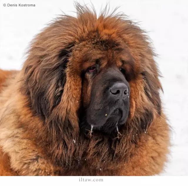 涓浗鐙湁鐘钘忕崚,甯呯嫍鍝佺钘忕崚