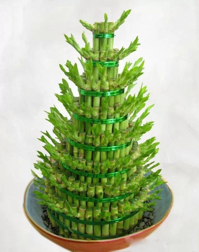 为什么我老是把花养死了,花养死了要丢掉吗