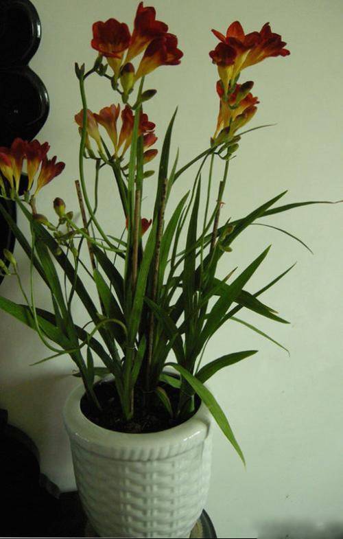 为什么我老是把花养死了,花养死了要丢掉吗