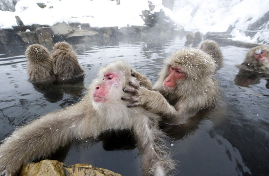 日本喜欢泡温泉的动物,日本爱泡温泉的狗子