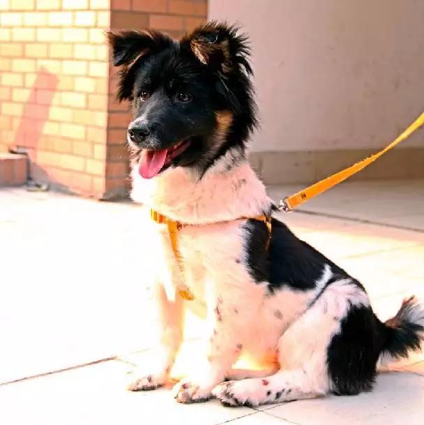 上海嘉定哪里有免费领养狗,瑶海区附近最近的宠物领养