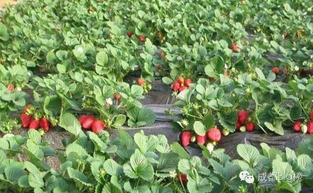 一个用味道留住你的草莓采摘园,52个新鲜草莓