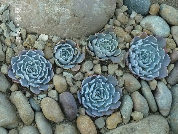 多肉张狂起来,狂野型多肉