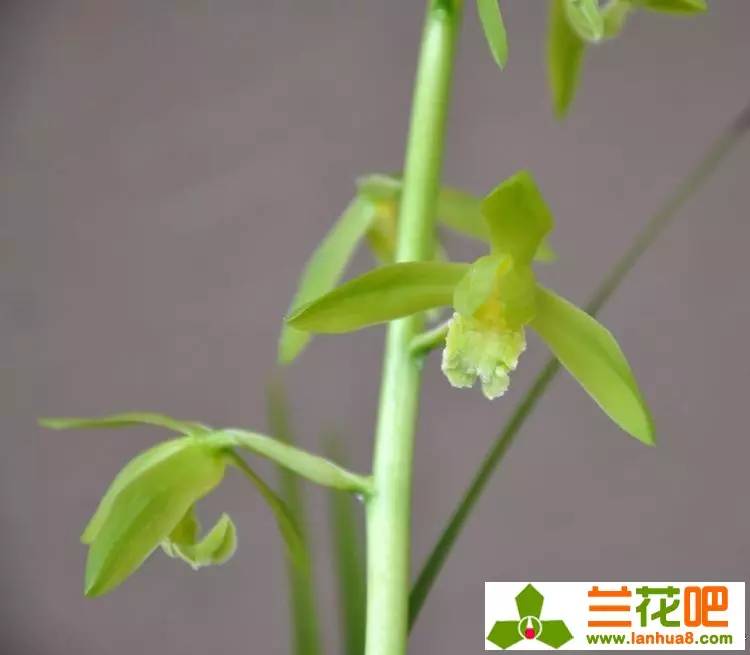 兰草独苗软腐怎么办,兰草茎腐和软腐的特效药