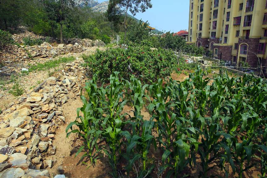 毁林开荒种地,毁林开荒种地案件的处理