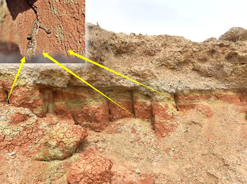 原来，这些救治毒蛇咬伤的方法都不靠谱