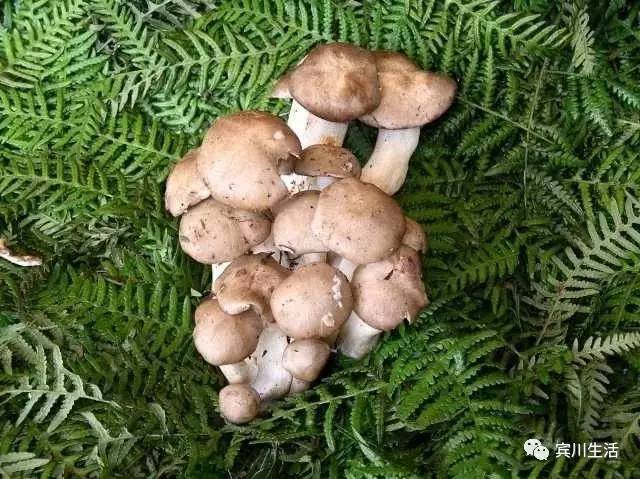 请不要对着手机流口水\^O^/宾川鸡足山正疯长的野生菌