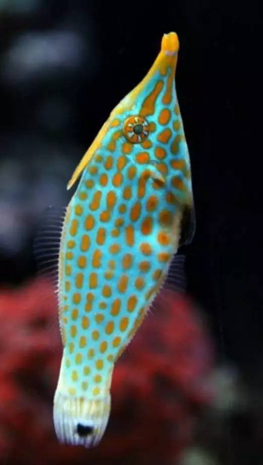 炮弹鱼追人咬,炮弹鱼钓石斑