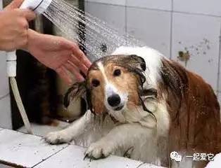 狗狗一块皮肤发红掉毛怎么治疗,狗狗掉毛一块一块的是什么原因