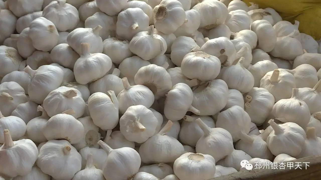 邳州的“一头蒜”到底有多牛，看完这篇微信你就知道了！