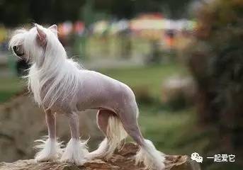 养宠知识宠物狗泪痕怎么处理掉,养宠小知识狗狗拉虫子还吐怎么办