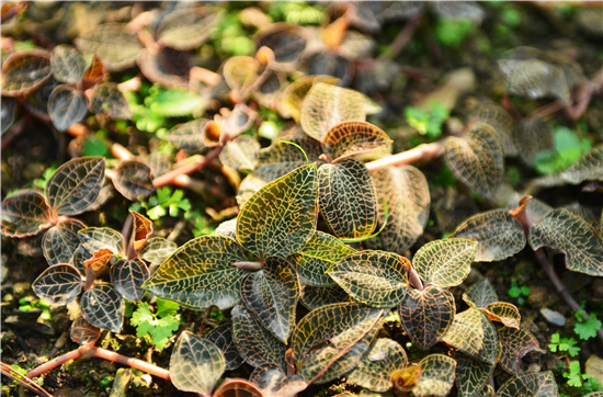 商道丨荆楚大地长出的“药王”金线莲