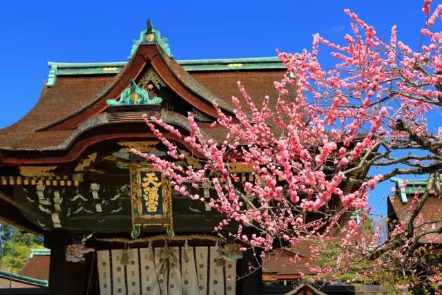 日本樱花盛开之时游人如织,日本已经等不及了