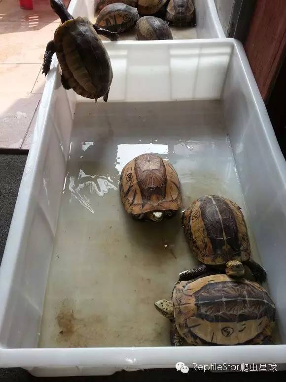 流水账解说dota,流水账跟台账优缺点