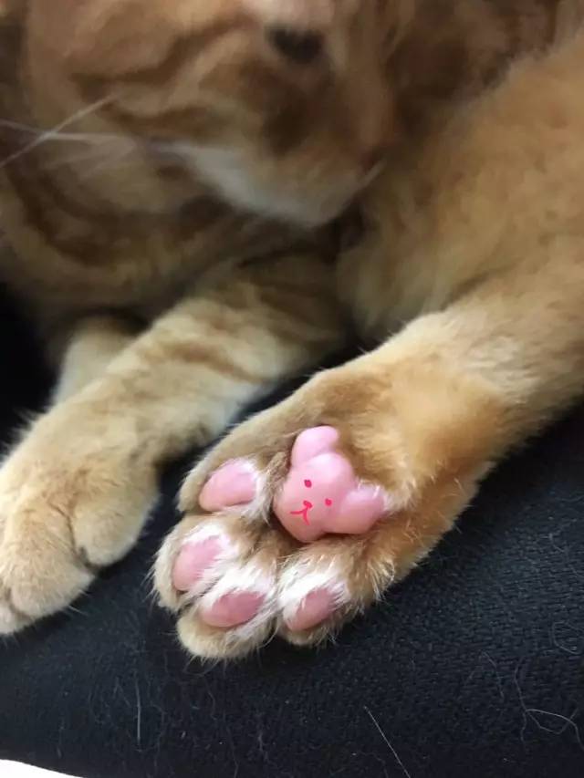 太热了夏天猫咪如何补水消暑,夏天猫咪不热吗