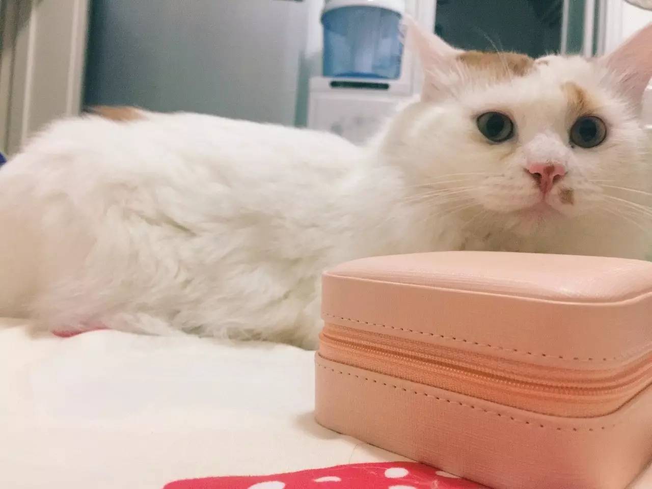 提升生活幸福感的百元小物件,一些提高生活品质的小物品