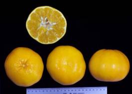 柑橘新品种选育及发展概况,带你认识柑橘新优品种