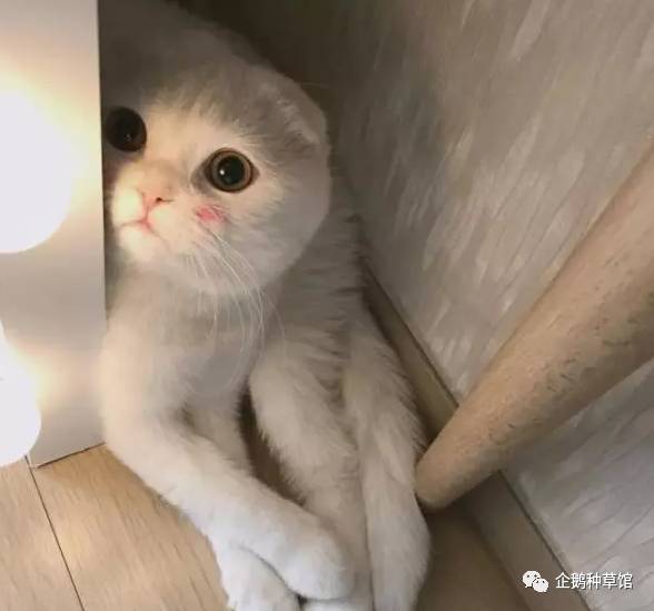 不会画妆容和会化妆的对比,新手有没有必要画腮红