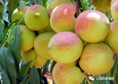 龙南的客家围屋里面有哪些东西,龙南客家围屋旅游景点介绍视频