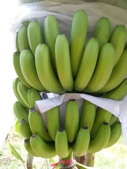 树上是好蕉,到货全水烂?!客商代办都喊冤,原来罪魁祸首竟是······