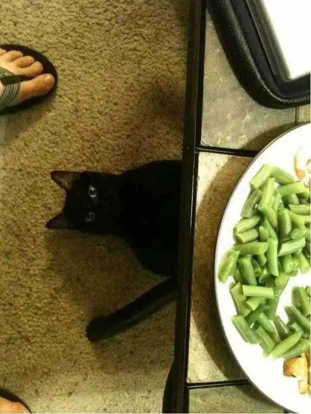 猫馋的喵喵叫怎么办,吃饭时猫咪上餐桌怎么办