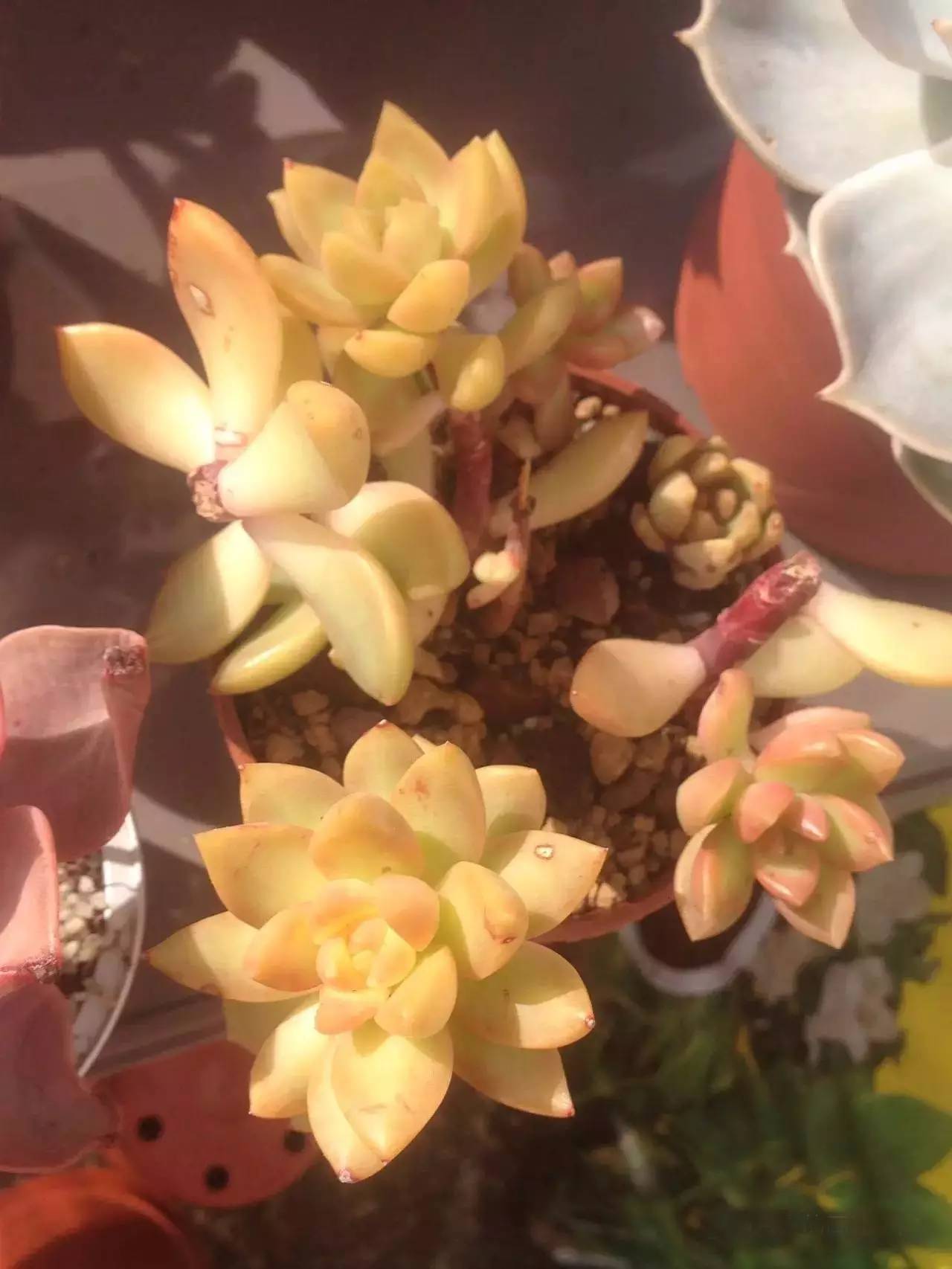 黄丽难养吗,黄丽怎么养