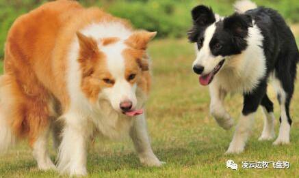 边牧其实不聪明是敏感和胆小,边牧非常聪明照顾主人