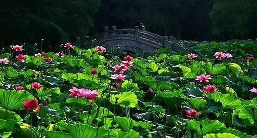 独爱莲花,美文欣赏余秋雨笔下的爱