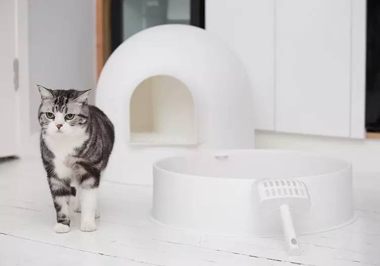 盘点那些实用的宠物生活用品,猫狗最实用的宠物用品