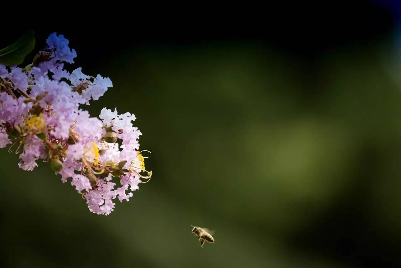 紫薇开花发朋友圈,紫薇树图片朋友圈
