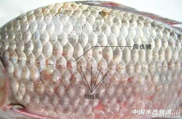 鱼类疾病预防及提高抗病力,鱼类疾病防治与治疗