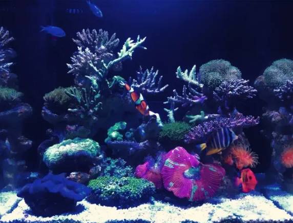 海缸小虫怎么培养,怎么驯服海缸里面的小恶魔