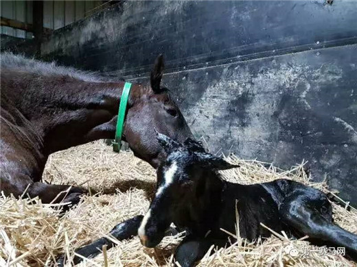 神奇百万马匹拍卖,神奇百万马匹拍卖会