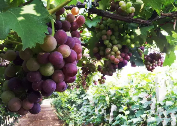 长沙葡萄采摘,长沙天露葡萄采摘时间